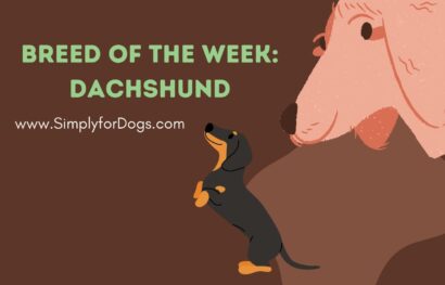 Breed of the Week_ Dachshund