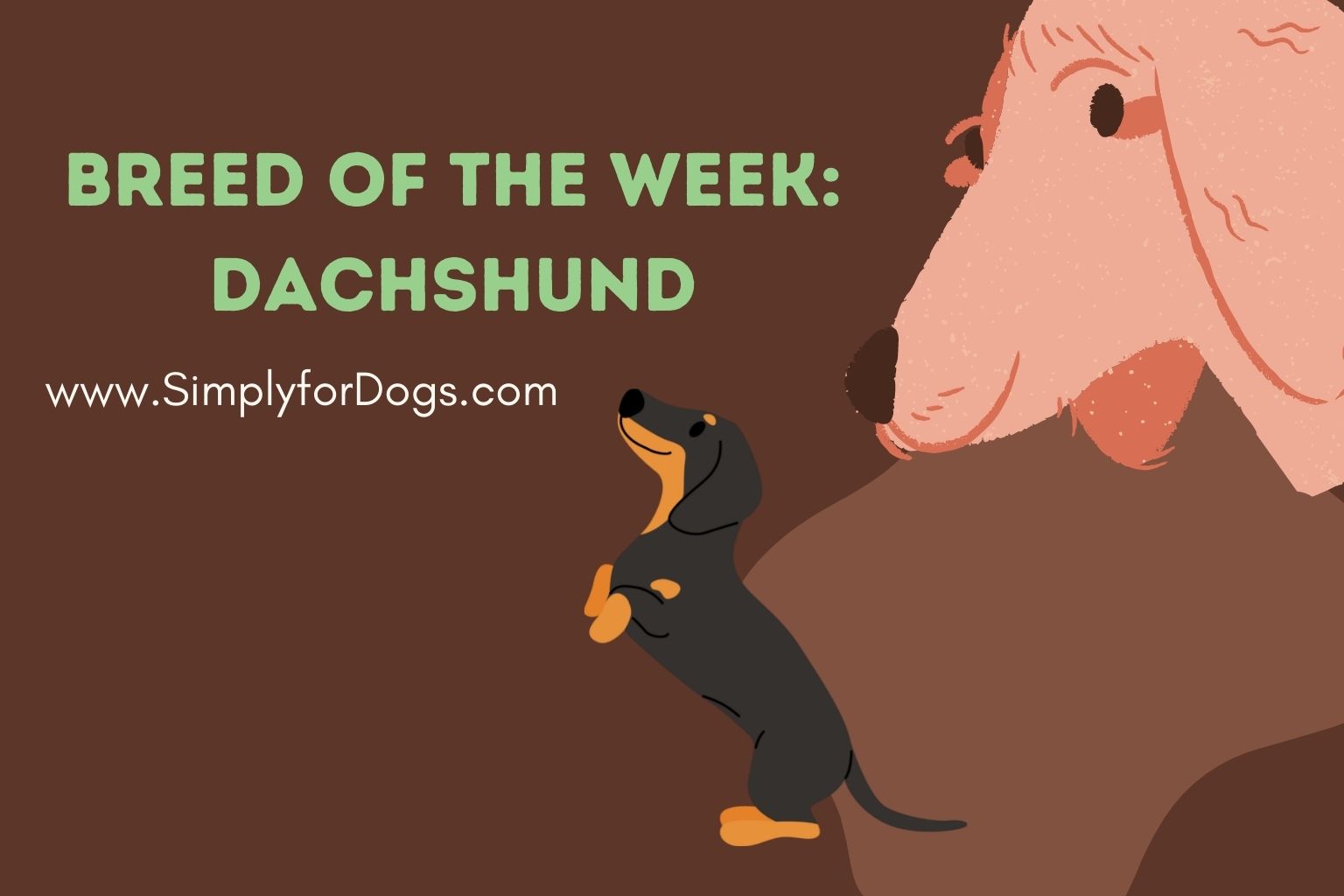 Breed of the Week_ Dachshund