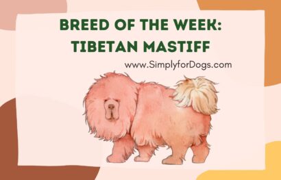 Breed of the Week_ Tibetan Mastiff