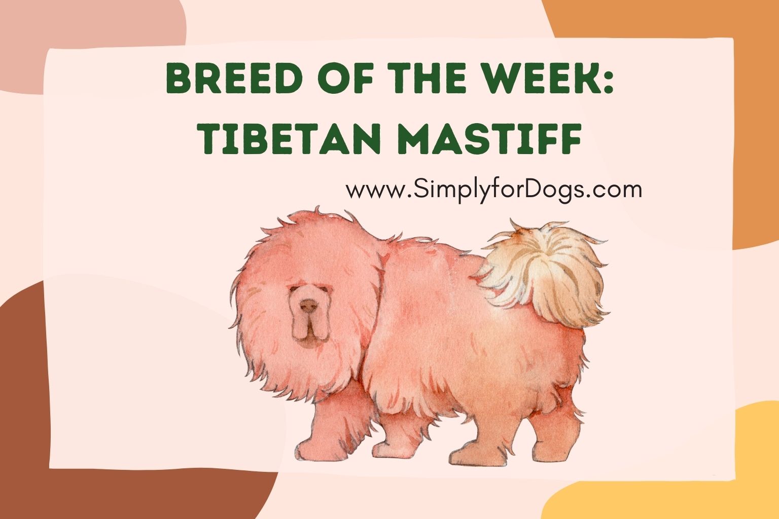 Breed of the Week_ Tibetan Mastiff