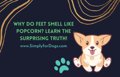Dog Feet Smell