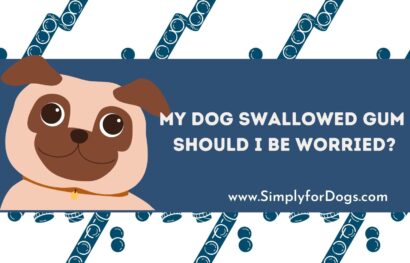 Dog Swallowed Gum