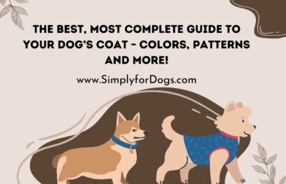 Dog's Coat Colors Patterns