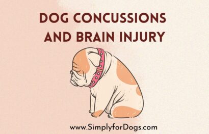 dog-concussions-brain-injury