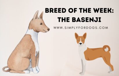 Breed of the Week_ The Basenji