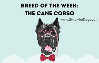 Breed of the Week_ The Cane Corso