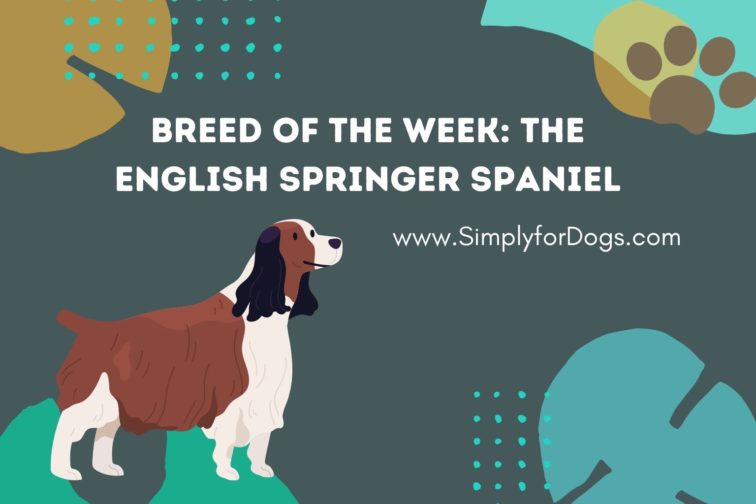 Breed of the Week_ The English Springer Spaniel