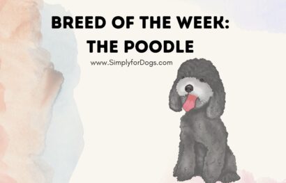 Breed of the Week_ The Poodle