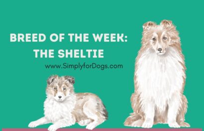 Breed of the Week_ The Sheltie