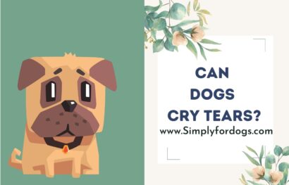 Dogs Cry Tears
