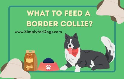 Feed Border Collie