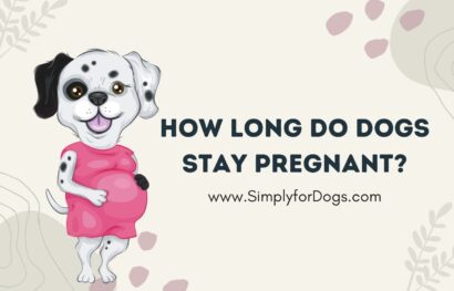 How Long Do Dogs Stay Pregnant_