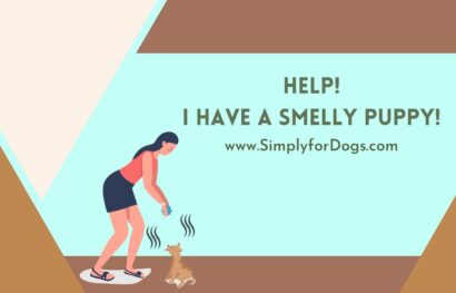 Smelly-Puppy
