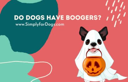 do-dogs-have-boogers