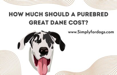 much-purebred-great-dane-cost