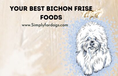 your-best-bichon-frise-foods