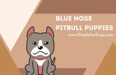 Blue Nose Pitbull Puppies
