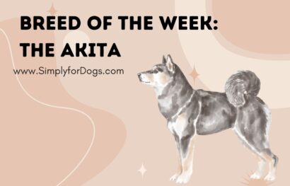 Breed of the Week_ The Akita