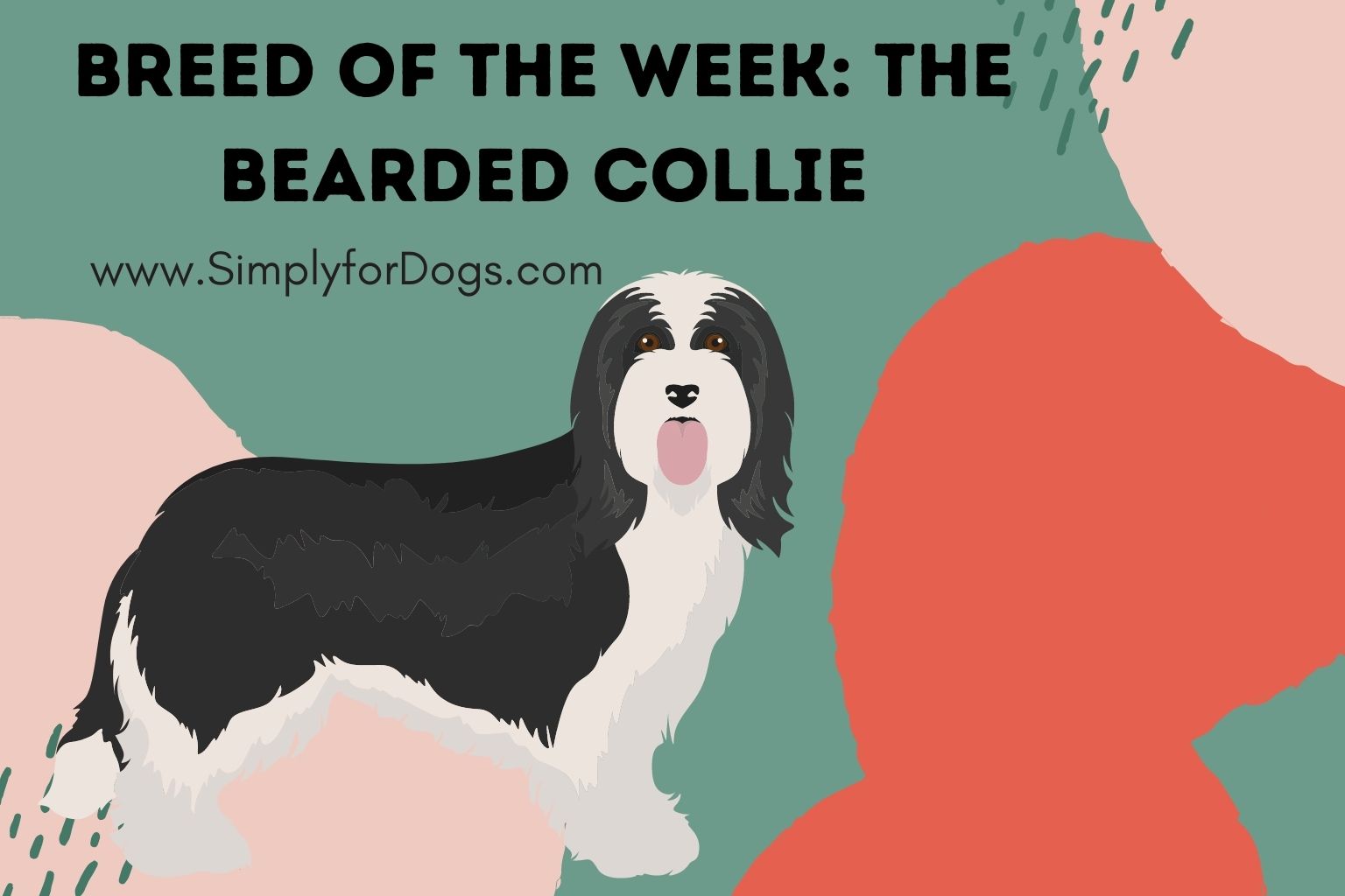 Breed of the Week_ The Bearded Collie