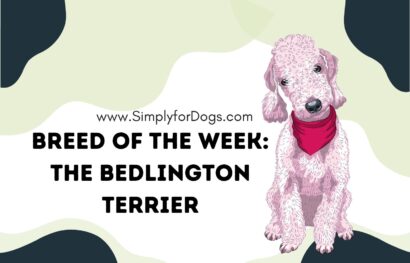 Breed of the Week_ The Bedlington Terrier