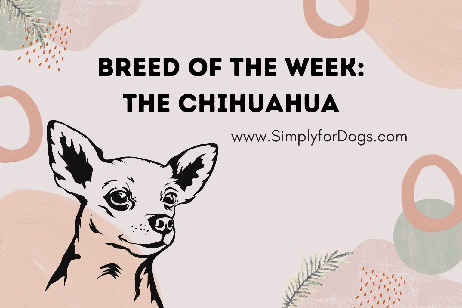 Breed of the Week_ The Chihuahua