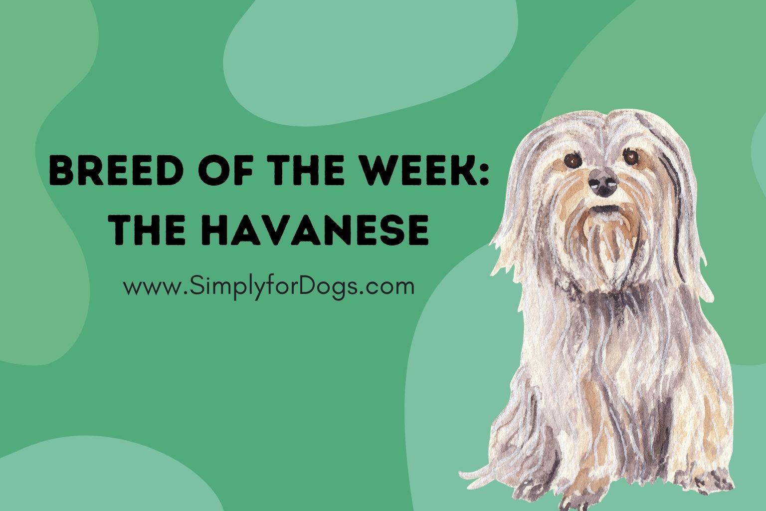 Breed of the Week_ The Havanese
