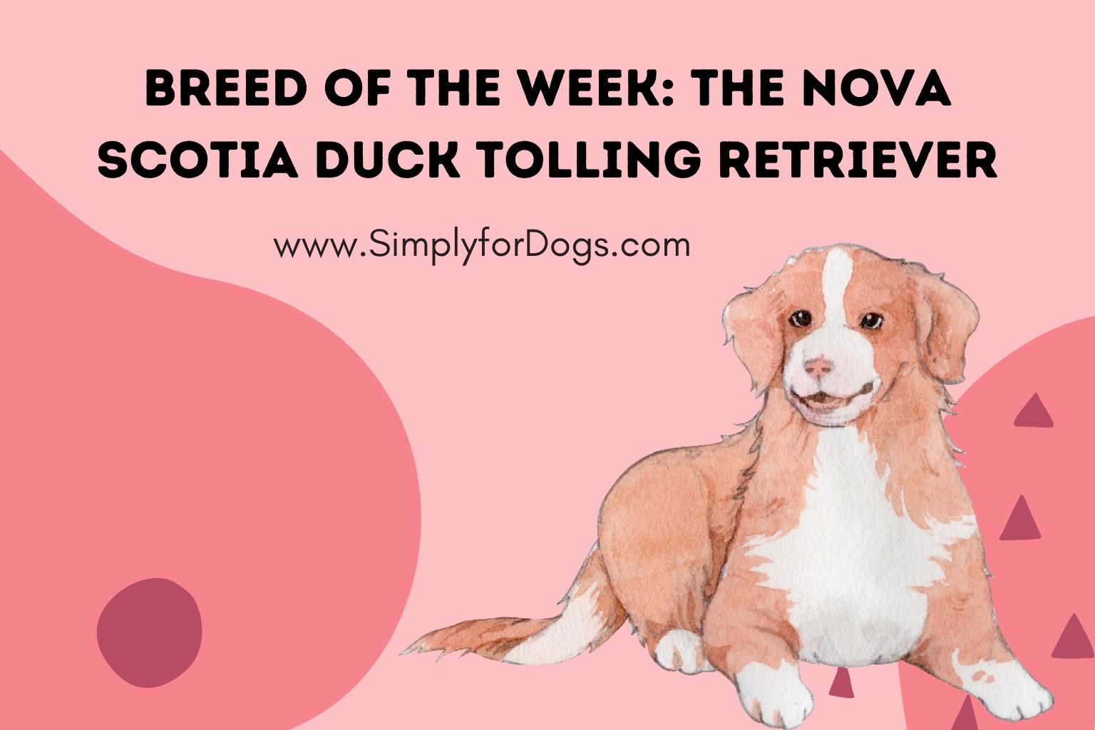 Breed of the Week_ The Nova Scotia Duck Tolling Retriever