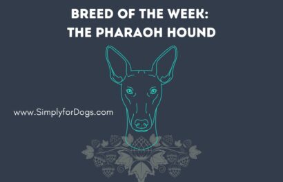 Breed of the Week_ The Pharaoh Hound
