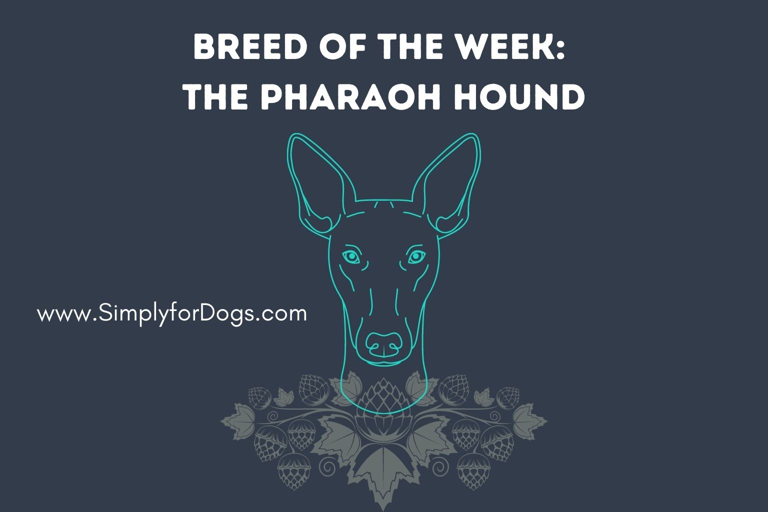 Breed of the Week_ The Pharaoh Hound