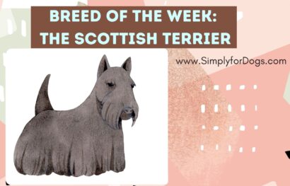 Breed of the Week_ The Scottish Terrier