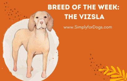 Breed of the Week_ The Vizsla