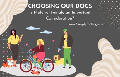 Male vs. Female Dogs
