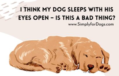 dog-sleeps