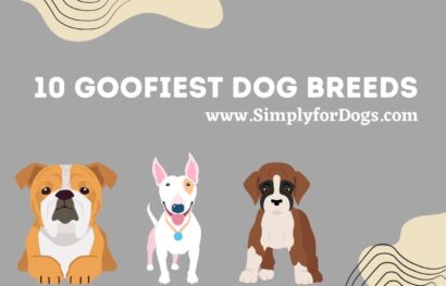 goofiest-dog-breeds