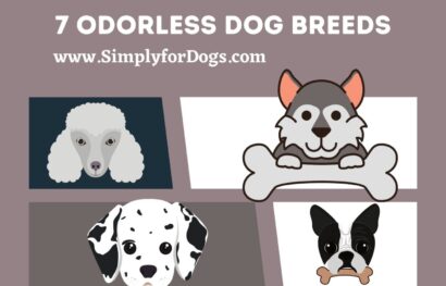 odorless-dog-breeds