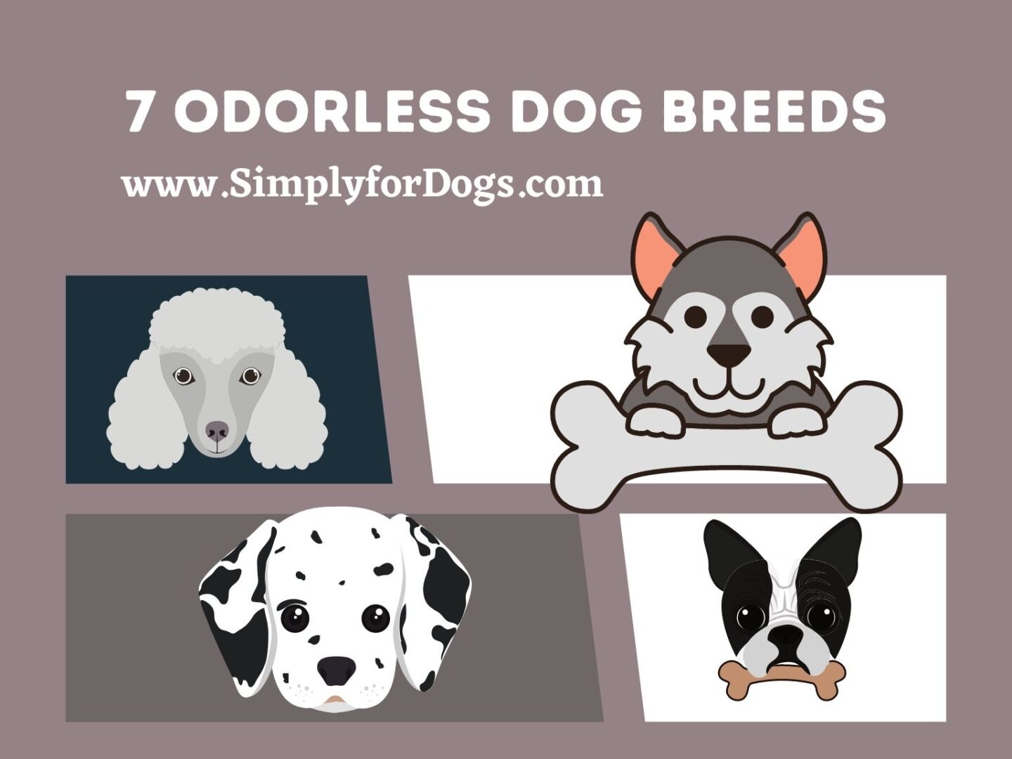 odorless-dog-breeds