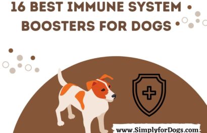 16 Best Immune System Boosters for Dogs