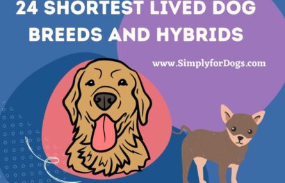 24 Shortest Lived Dog Breeds and Hybrids