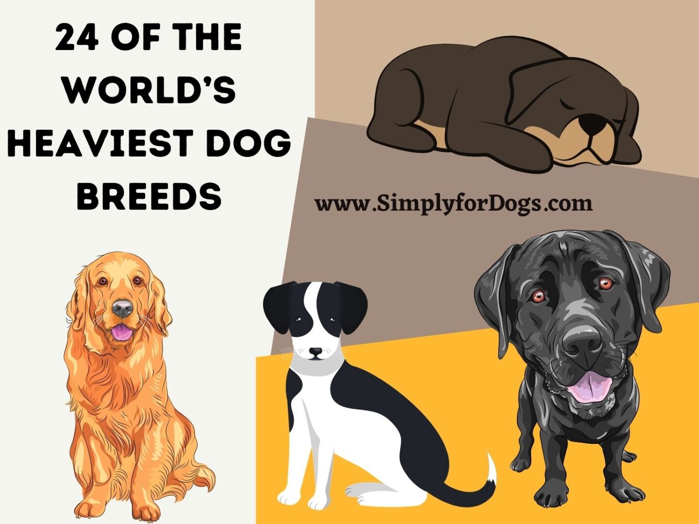 24 of the World’s Heaviest Dog Breeds