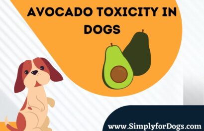 Avocado Toxicity in Dogs