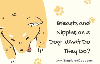 Breasts and Nipples on a Dog_ What Do They Do, and What Could Go Wrong_