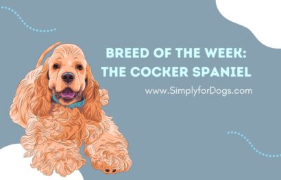 Breed of the Week_ The Cocker Spaniel