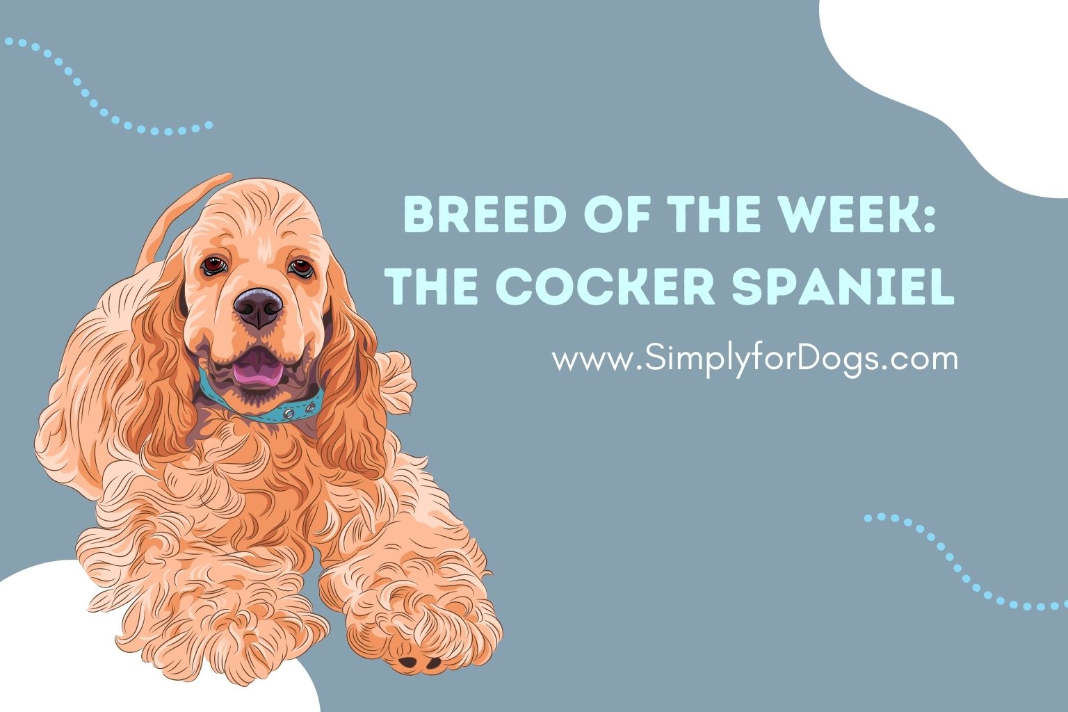 Breed of the Week_ The Cocker Spaniel