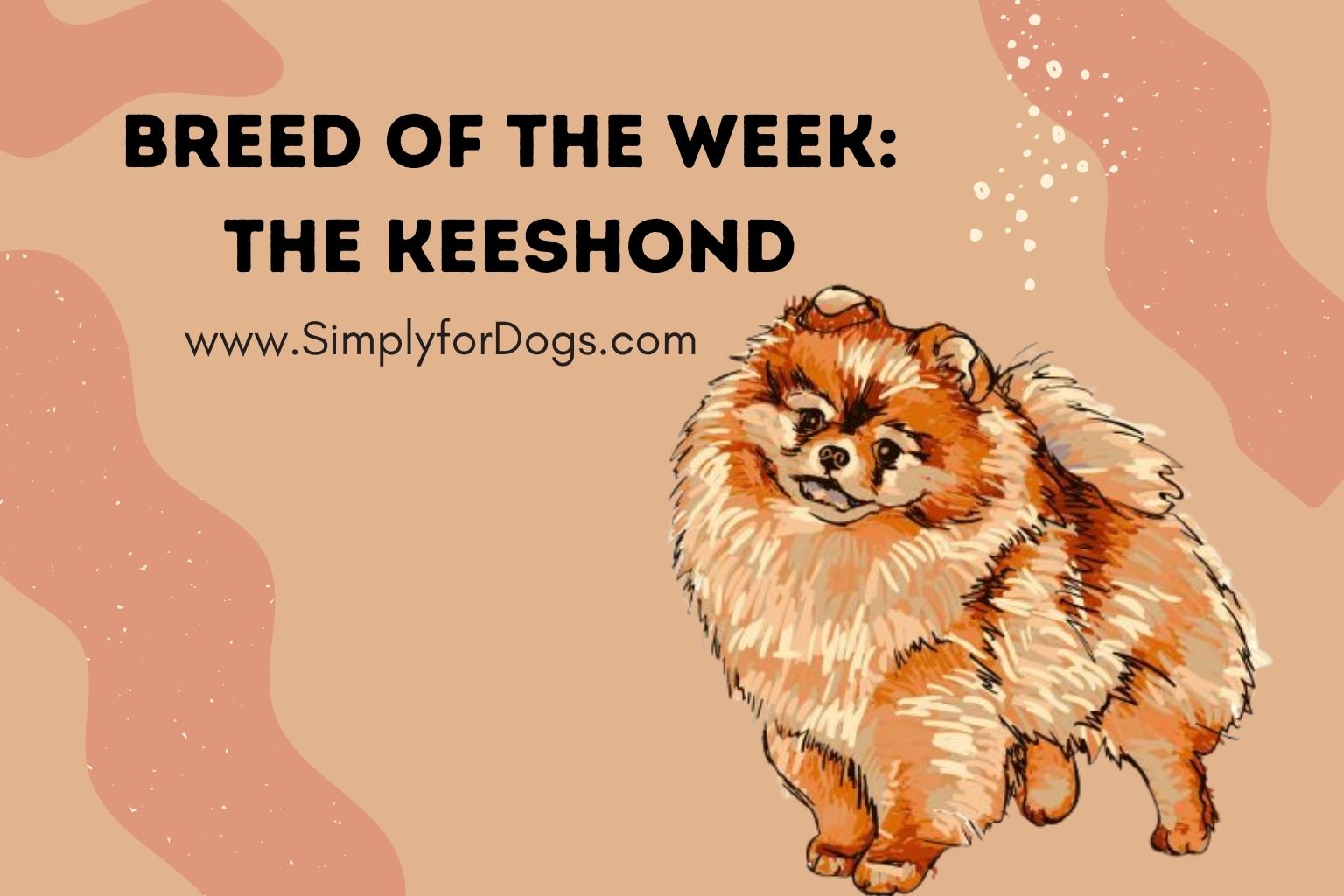 Breed of the Week_ The Keeshond