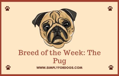 Breed of the Week_ The Pug
