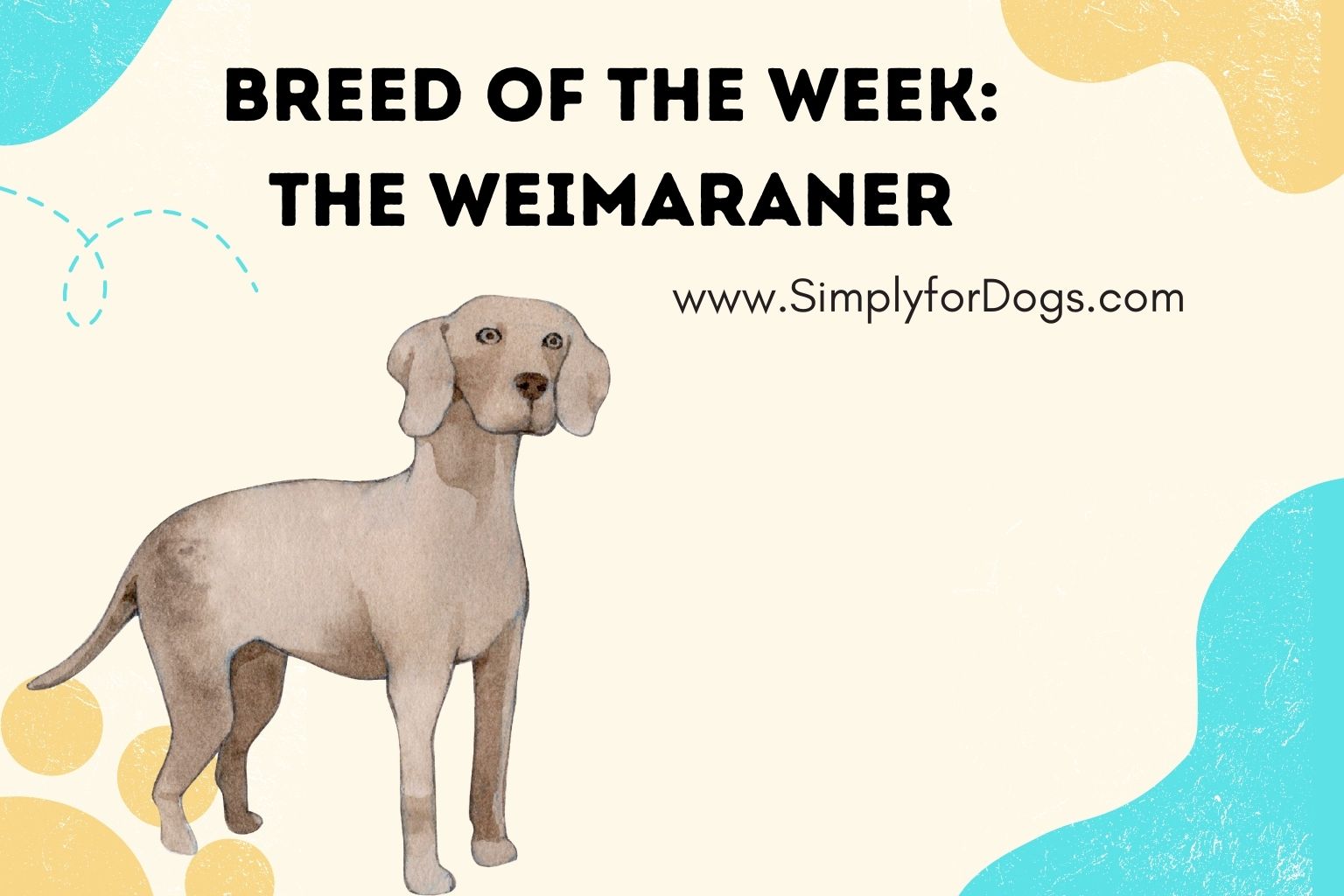 Breed of the Week_ The Weimaraner