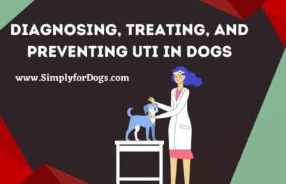 Diagnosing, Treating, and Preventing UTI in Dogs