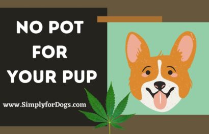 No Pot for Your Pup
