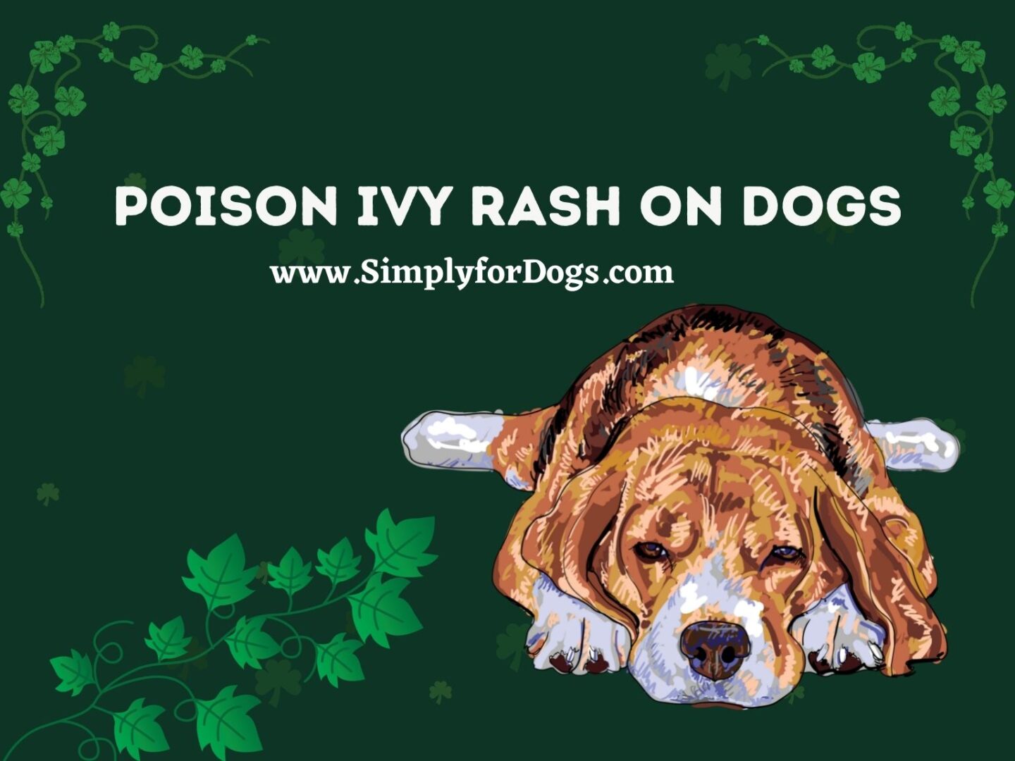 Poison Ivy Rash on Dogs