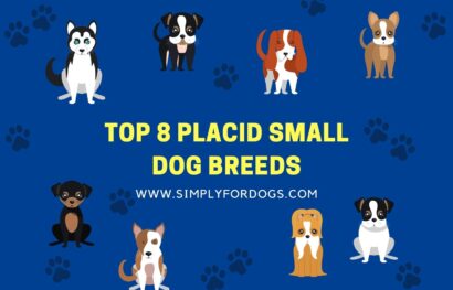 Top 8 Placid Small Dog Breeds